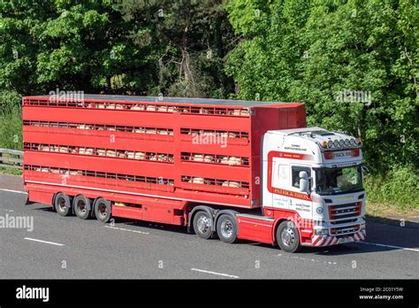 Patrick Brothers Livestock Transport Of Northumberland; Live animals in transit; Haulage ...