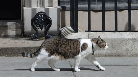 Larry The Cat Taken To Vet For Injury, Expected To Make Full Recovery | Colorado Public Radio