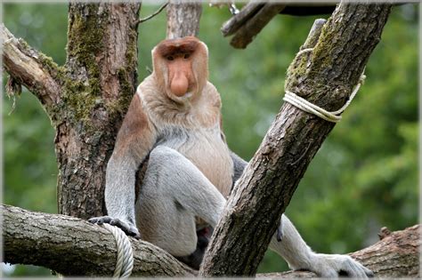 The Proboscis Monkey 2 Free Stock Photo - Public Domain Pictures