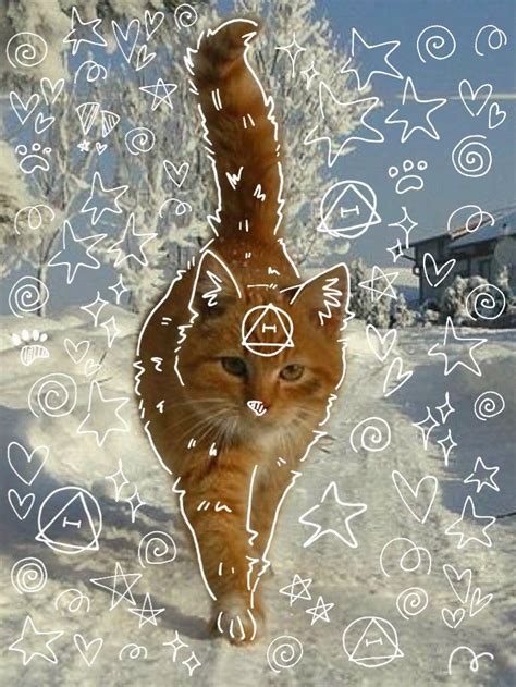 orange tabby therian ☆ | Orange cat, Grey tabby cats, Warrior cats art