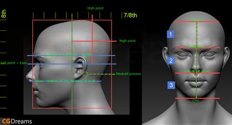 Human Head Profile Proportions