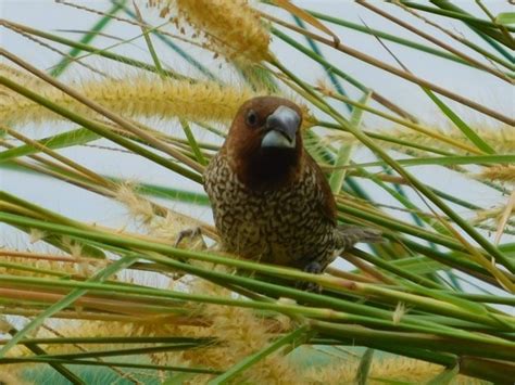 Munia in Singapore - 10,000 Birds