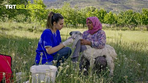 Ektima hastalığı 🐑 - TRT Belgesel