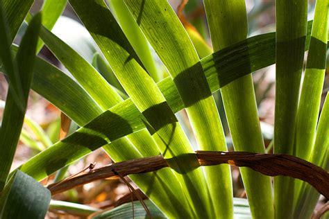 Banco de imagens : plantar, folha, flor, verde, botânica, flora, bambu, Planta de florescência ...