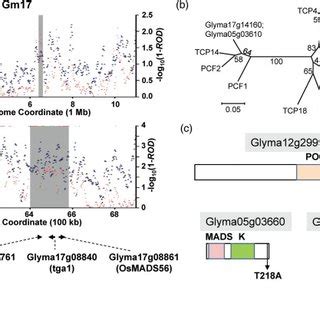 Features of candidate domestication genes homologous to cloned... | Download Scientific Diagram