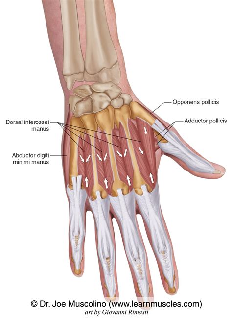 Dorsum Anatomy