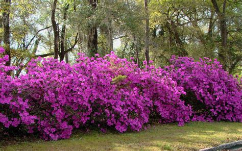 Buy Formosa Azalea | FREE SHIPPING | Wilson Bros Gardens | 1 Gallon Pot