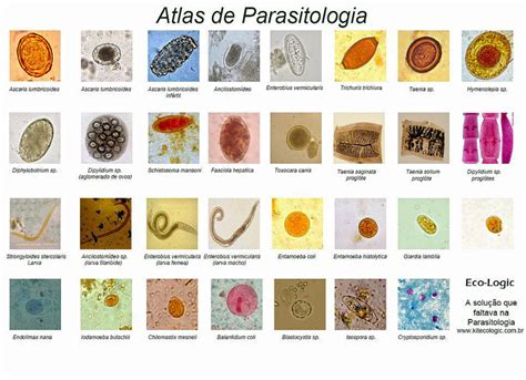 atlas parasito - Parasitologia