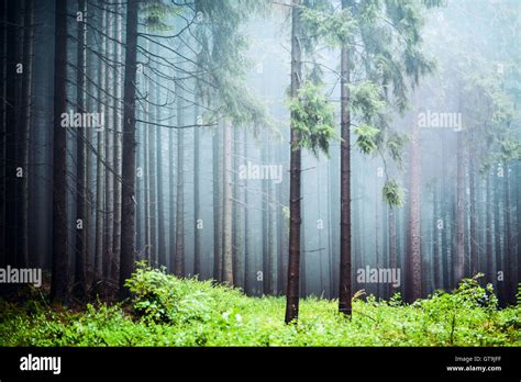 Misty pine forest Stock Photo - Alamy