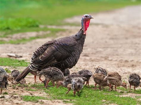 What Do Wild Turkeys Eat? (Diet + Behavior) | Birdfact