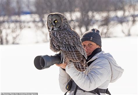 Incredible moment Great Gray Owl swoops in for his close up and perches ...