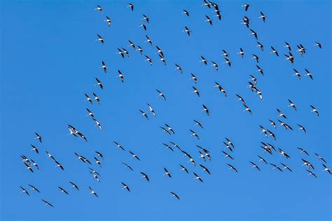 Flock, Geese, Birds, Swarm, Migration, Nature, Flying, Flight, Flying Birds, Flying Geese, Flock ...