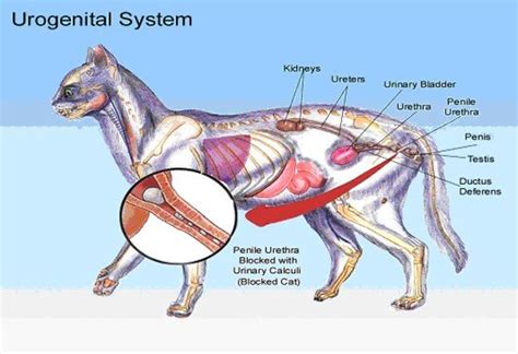 Feline Renal Failure: A Cat Kidney Disease - PetHelpful