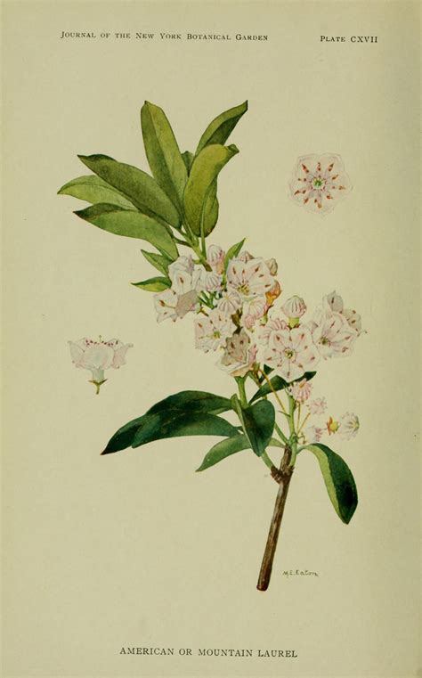 Mountain Laurel Facts, Health Benefits