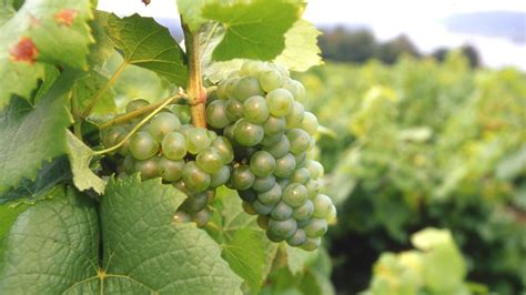 Loire Valley Legend: Melon de Bourgogne and Its Role in Muscadet - SOMM TV Magazine