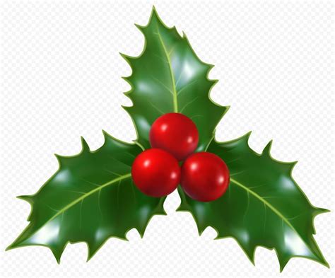 HD Mistletoe Holly Christmas Plant Illustration PNG | Christmas holly images, Christmas leaves ...