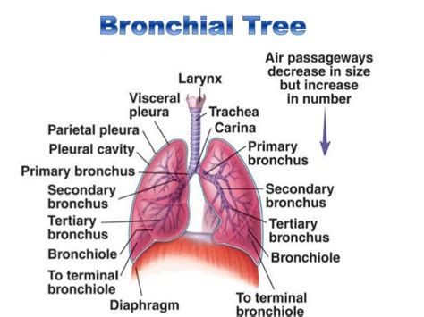 Bronchial Tree Labeled