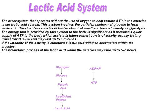 Effect Of Training On The Anaerobic Energy System