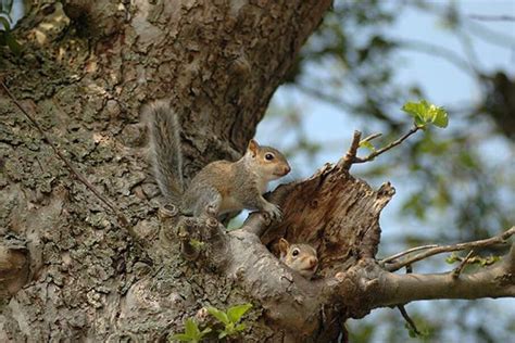 7: Squirrel Nest Location Indicates Type of Winter - 10 Ways Animals ...