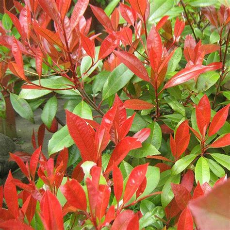 Photinia 'Little Red Robin' | Dwarf Photinia | Hedges Direct