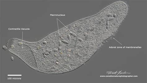 Photographing Ciliates - The Canadian Nature Photographer