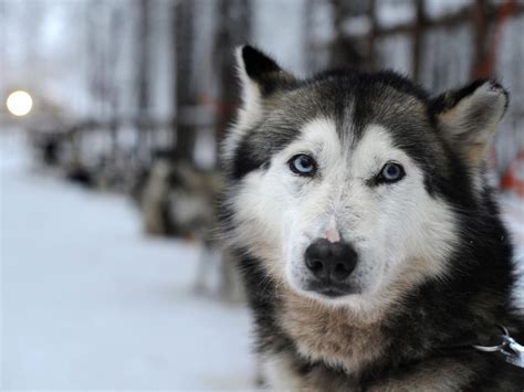 Why Do Huskies Eyes Change Color