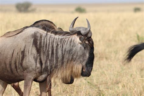 Closeup on a Wildebeest in the African Savannah. Stock Image - Image of ...