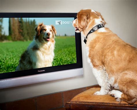 DOG TV Free Previews | FreePreview.TV