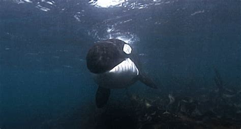 Great Animated Orca And Killer Whale Gifs at Best Animations