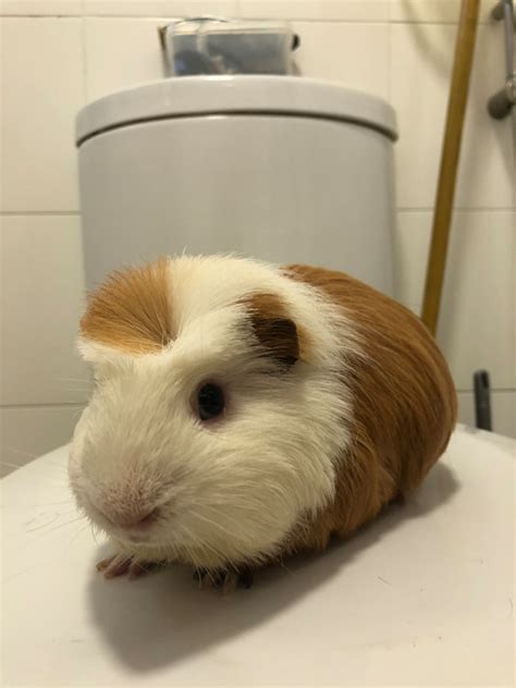 Mobile Guinea Pig Grooming - THE PRECIOUS PETS: MOBILE PET GROOMING TO ...