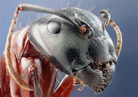 25 Insanely Detailed Macro Images Of Insects | Fstoppers