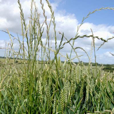 Ryegrass - Worst Plants for Your Allergies - Health.com