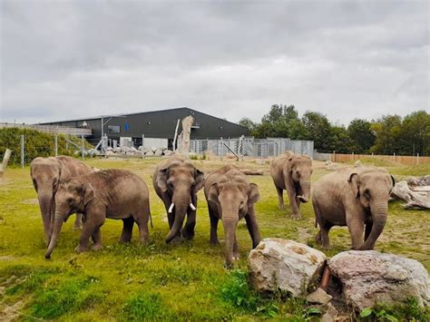 Blackpool Zoo's Bubble: Meet the Elephants | Latest News | Visit Blackpool