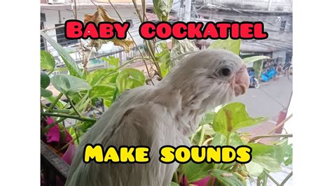 Baby Cockatiel Make Sounds - YouTube