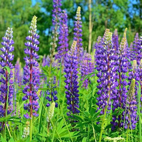 Wild Perennial Lupine Seeds - Ounce | Lupine flowers, Bulb flowers, Flower seeds