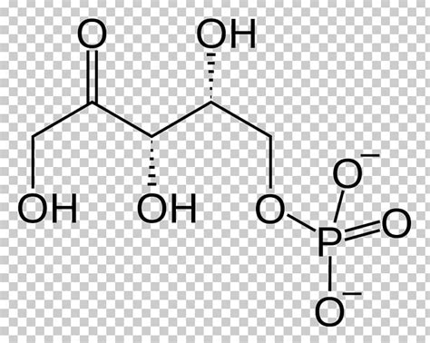 Xylulose 5-phosphate Ribulose 5-phosphate Ribose 5-phosphate Pentose ...