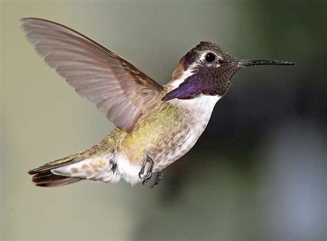 Costa's Hummingbird, identification, coloration, size, breeding range ...