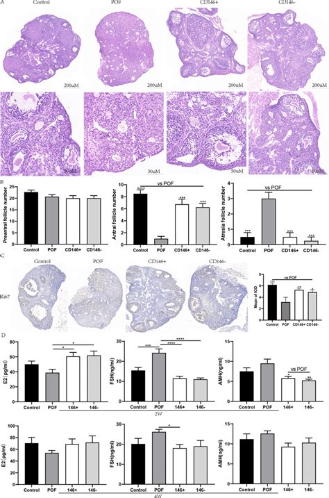 Impacts of CD146 +/− MSCs on ovarian function and estrogen secretion... | Download Scientific ...