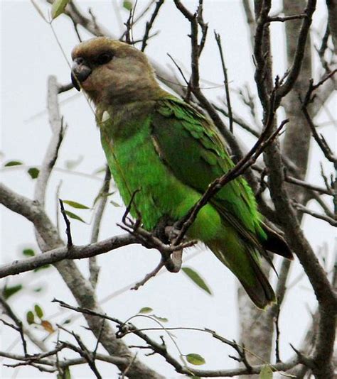 Mating Rituals of the Brown Headed Parrot