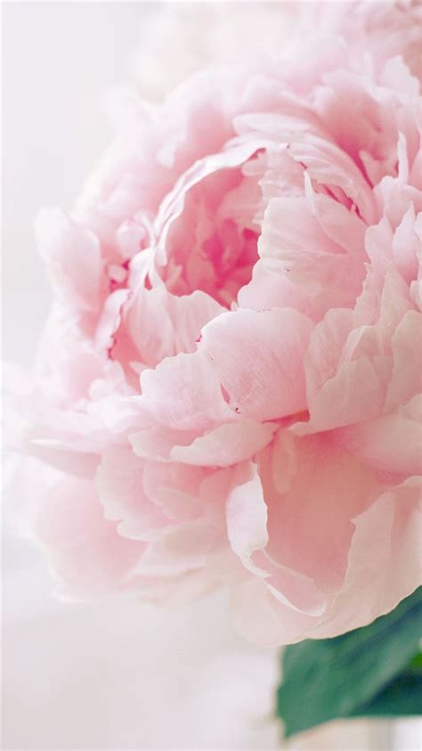 Nature Spring Bloomy Peony Macro iPhone 8 Wallpapers Free Download