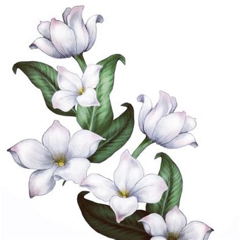 Sampaguita Flower Drawing at GetDrawings | Free download