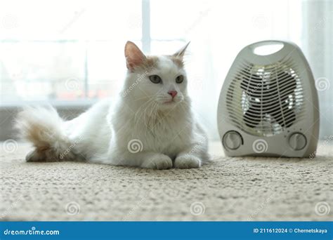 Adorable Cat Near Modern Electric Heater on Floor Indoors Stock Photo - Image of economy, kitten ...