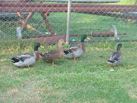 12 Mallard Duck eggs | BackYard Chickens - Learn How to Raise Chickens