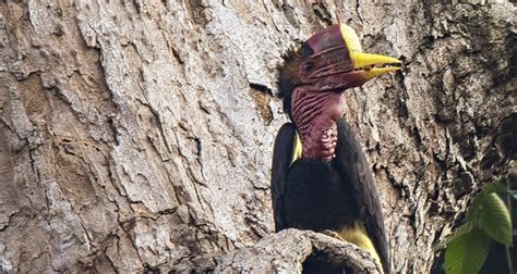 Securing Safe Havens for the Critically Endangered Helmeted Hornbill ...