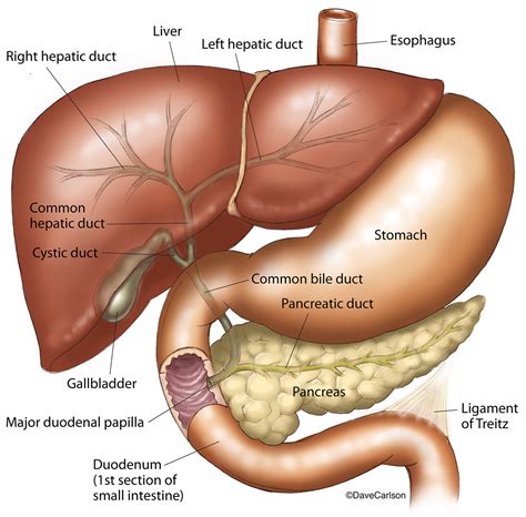 Liver Stomach Pancreas & Gallbladder | Carlson Stock Art