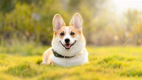 Tổng hợp 500 ảnh chó corgi cute với nhiều tư thế đáng yêu khác nhau