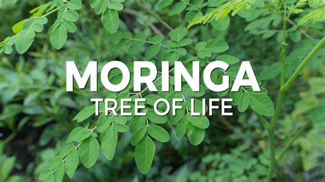 Moringa Tree | Tree of Life | In The Kitchen With Matt