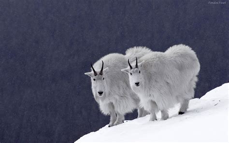 winter+alaska+animal | Descargar Wallpaper Original: 1920x1200 | Goats, Mountain goat, Animals