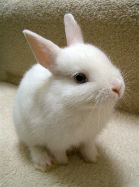 Verspieltes Kaninchen | Pet bunny, Cute animals, Cute bunny pictures