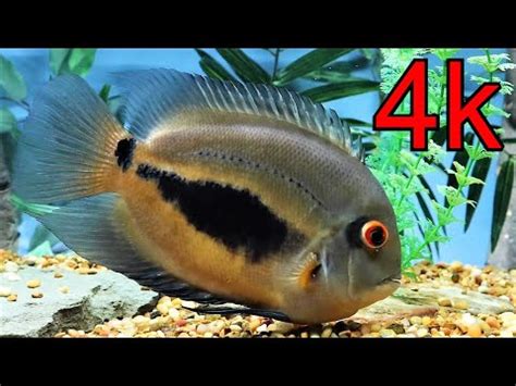 Uaru cichlid feeding video! - YouTube